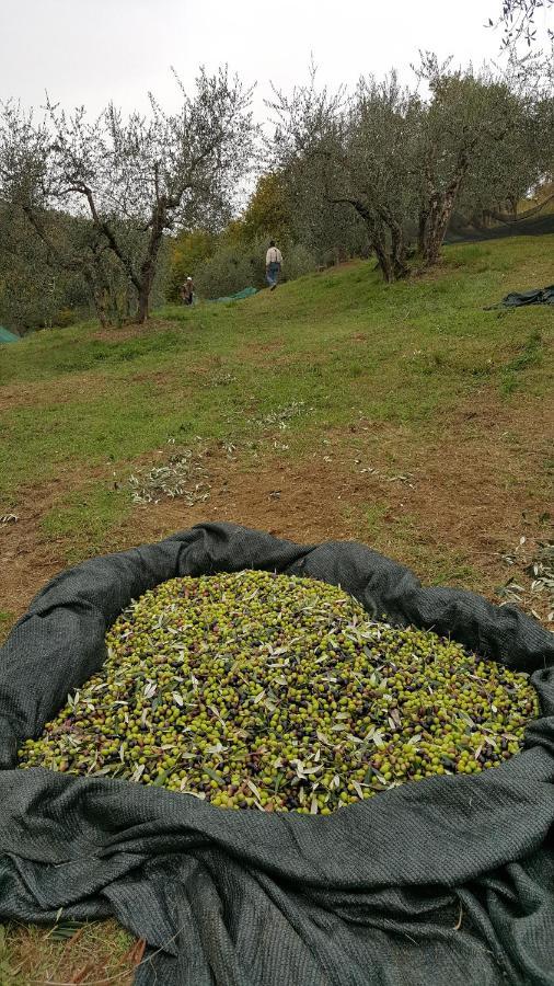 Agriturismo Sommassa Greve in Chianti Εξωτερικό φωτογραφία